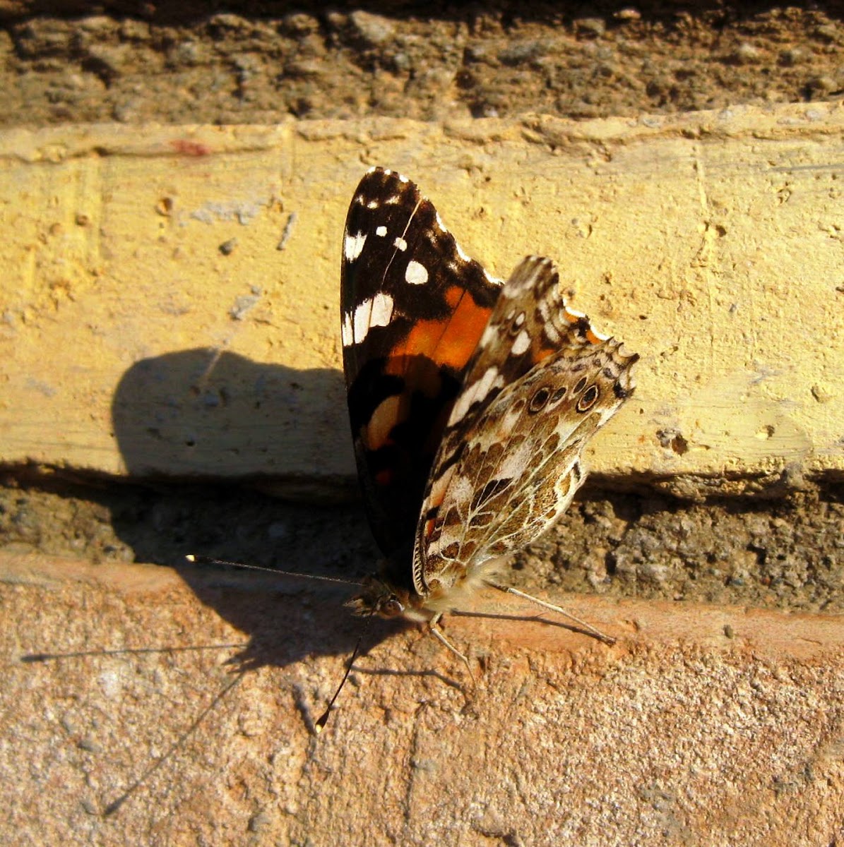 Painted Lady/ Cosmopolitan Butterfly// Vanesa de los cardos