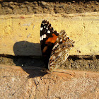 Painted Lady/ Cosmopolitan Butterfly// Vanesa de los cardos