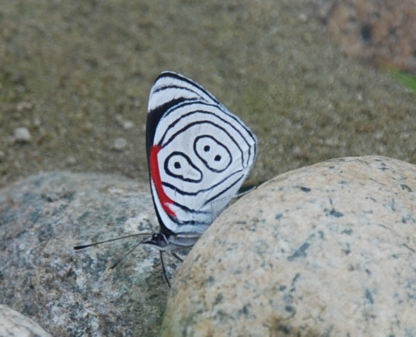 Diaethria anna