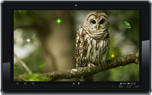 【免費個人化App】Funny Owl live wallpaper-APP點子