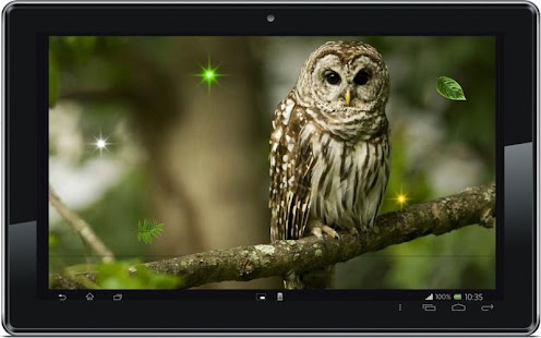 Funny Owl live wallpaper Screenshots 1