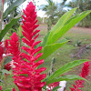 Red Ginger  Alpinia purpurata