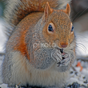 An Old Friend by Laura Retyi - Animals Other Mammals