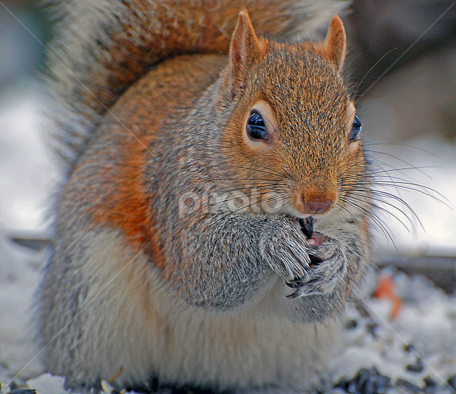 An Old Friend by Laura Retyi - Animals Other Mammals