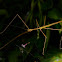 Stick Insect, Male