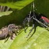 Jumping spiders mating ritual