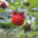 Salmonberry