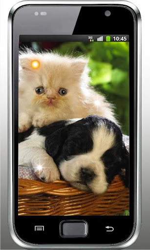 Puppy Best Free Live Wallpaper