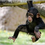 Tarzan Junior ! by Renos Hadjikyriacou -  