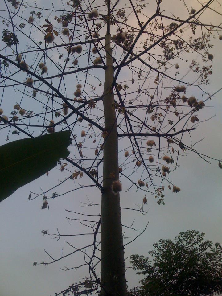 Silk Cotton tree/ kapok tree