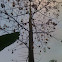 Silk Cotton tree/ kapok tree