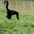 Black Headed Spider Monkey