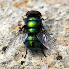 Green Bottle fly