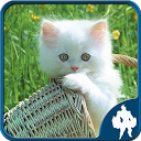 Cats Jigsaw Puzzles mobile app icon