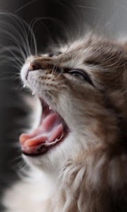 How to get Cats wallpaper 1.0 mod apk for bluestacks