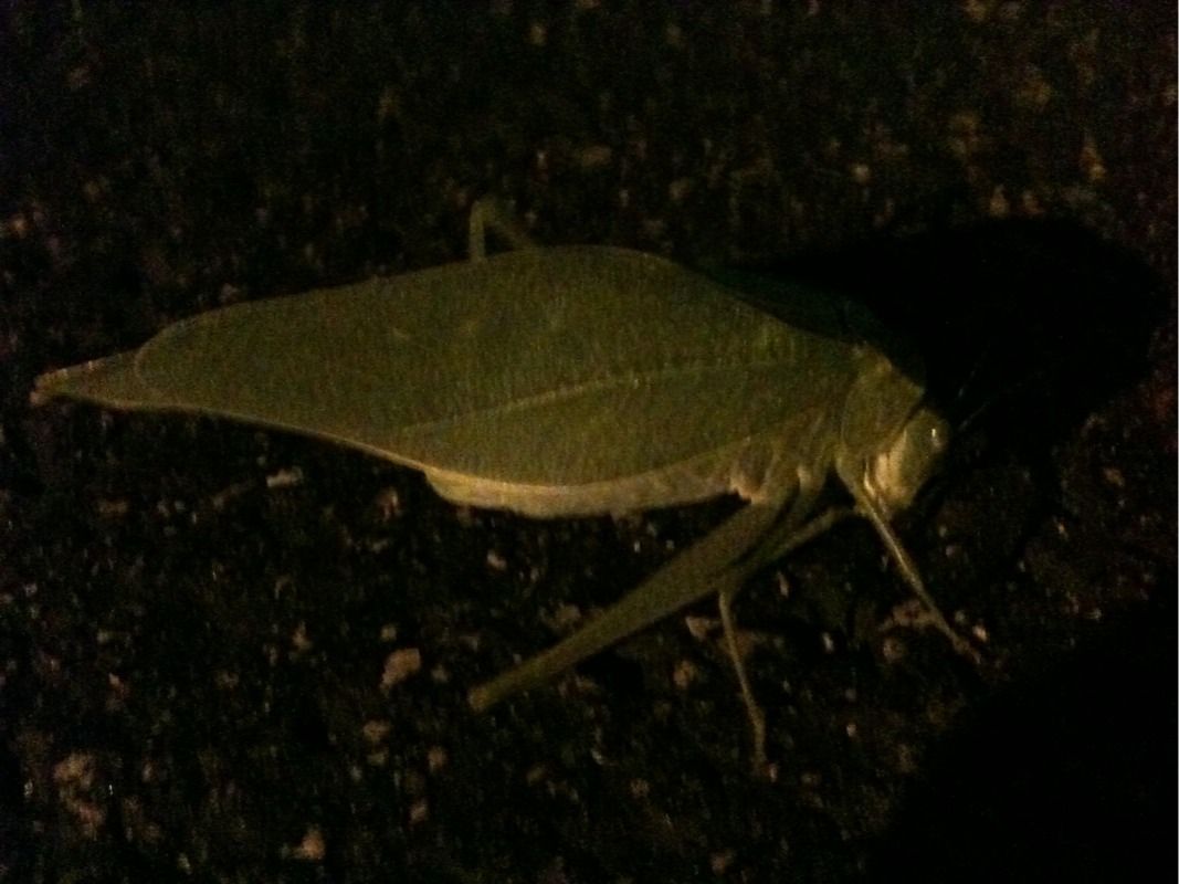Houston grasshopper