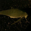 Houston grasshopper