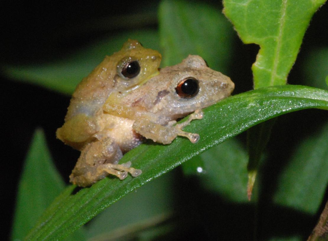 Chiriqui robber frogs (in amplexus)