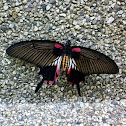 The Great Mormon Butterfly