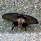 The Great Mormon Butterfly