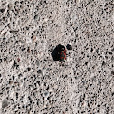 Small Milkweed Bug