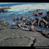 Galapagos Cormorant