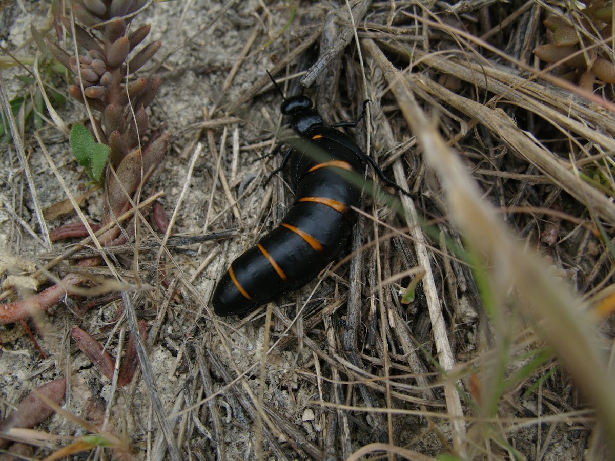 Red-striped Oil Beetle