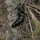 Red-striped Oil Beetle