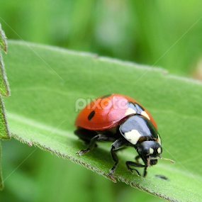 by Milan Vujasić - Animals Insects & Spiders
