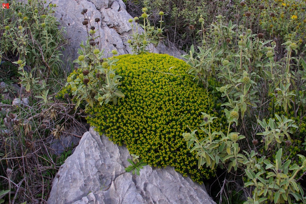 Euphorbia acanthothamnos (Ευφορβία η ακανθόθαμνος)