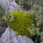 Euphorbia acanthothamnos (Ευφορβία η ακανθόθαμνος)