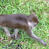 Long Tailed Macaque