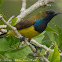 Olive-backed Sunbird