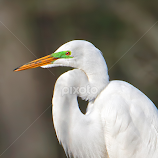 Great Egret (Ardea alba) by Tim Harding -  