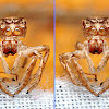3D Jumping Spider Exoskeleton