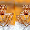 3D Jumping Spider Exoskeleton