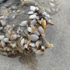 Goose-neck barnacles