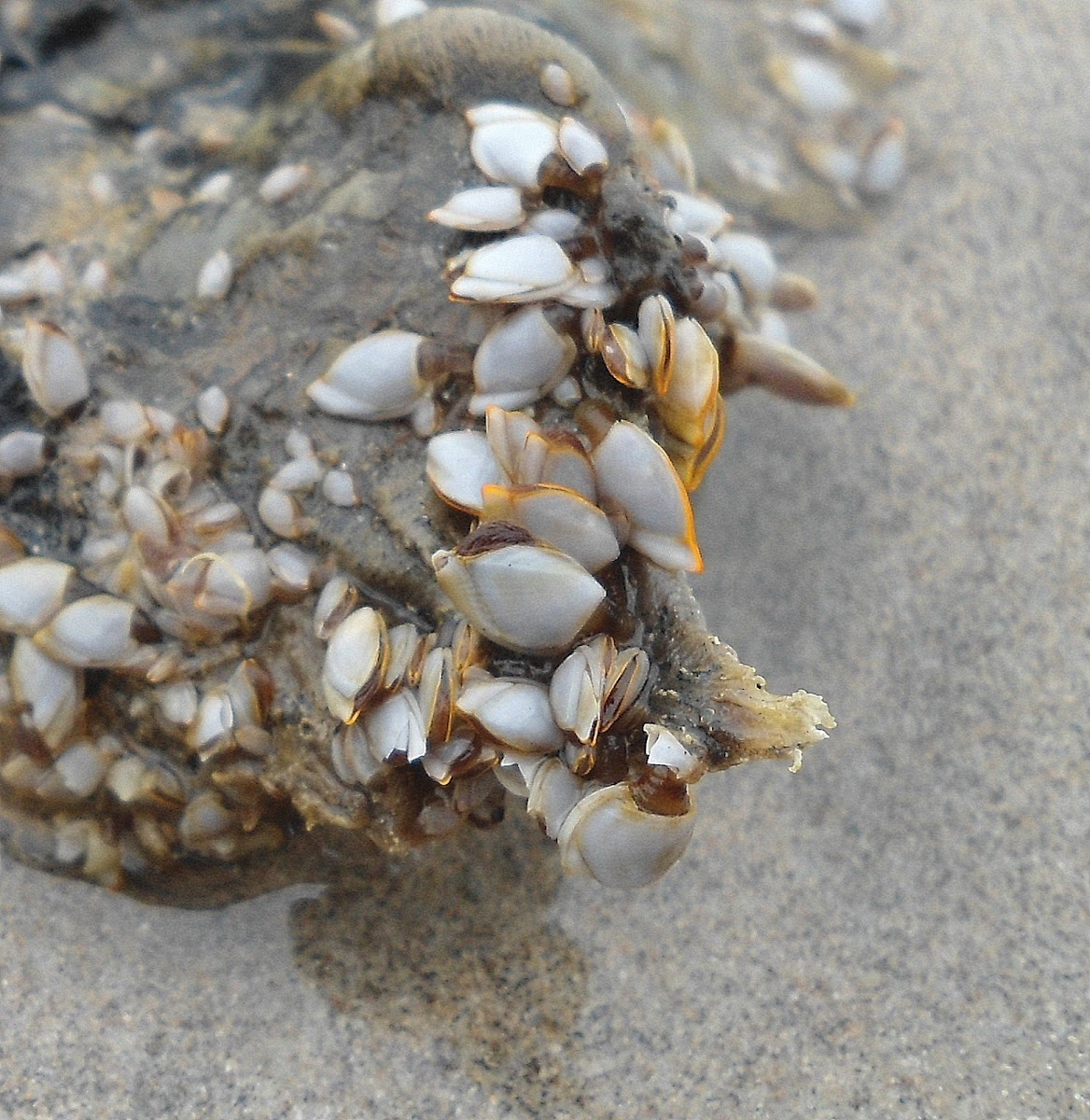 Goose-neck barnacles