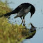 Boat-tailed Grackle