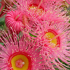 Eucalyptus Flowering Gum