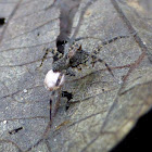 Wolf spider with egg sac