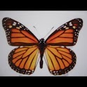 Butterfly Wallpaper , 壁紙 蝶 logo