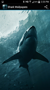 Shark Wallpapers