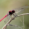 Carmine skimmer dragonfly