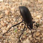 Pinacate beetle, Darkling beetle