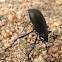 Pinacate beetle, Darkling beetle