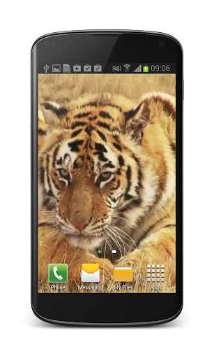 Tiger Free Video Wallpaper