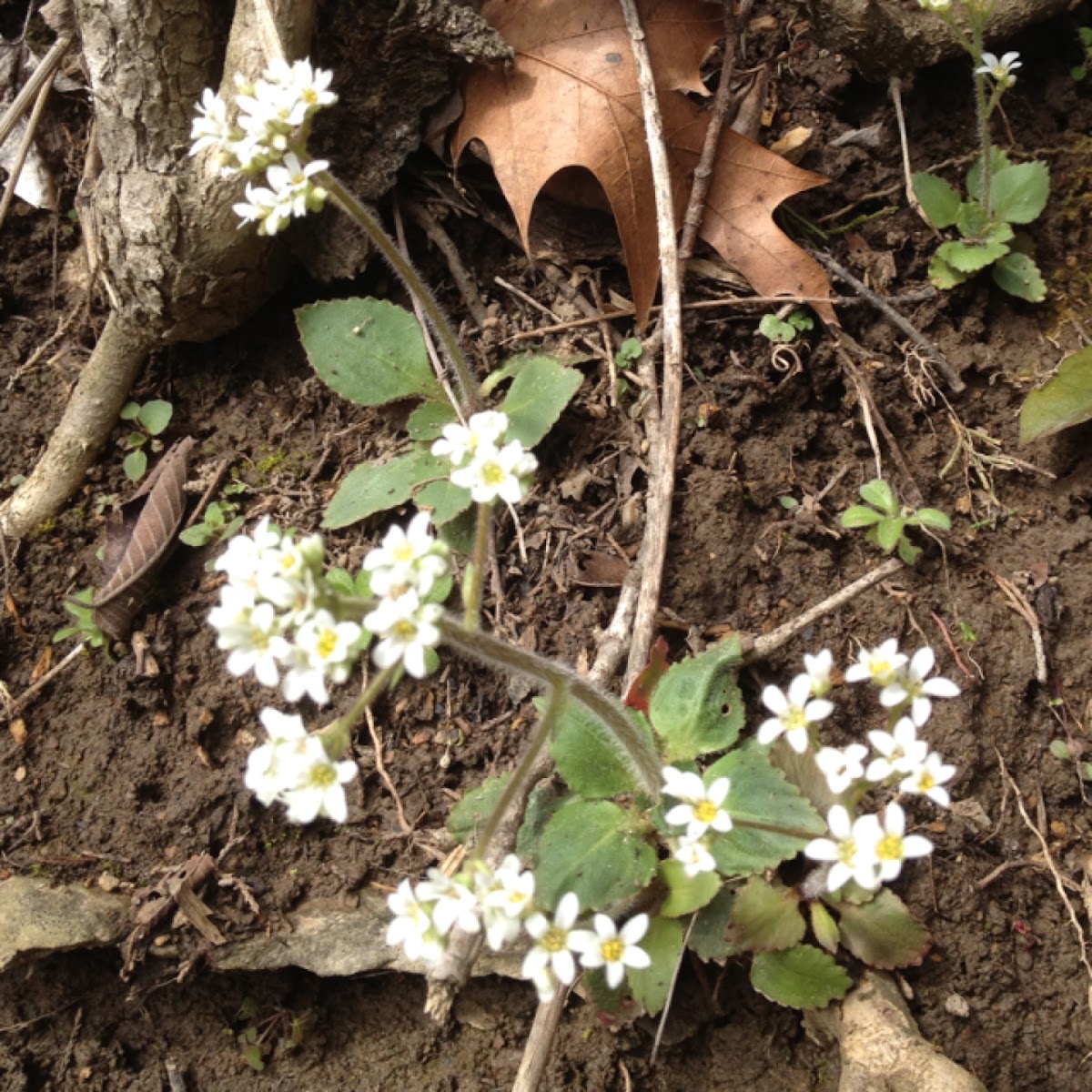 Early Saxifrage