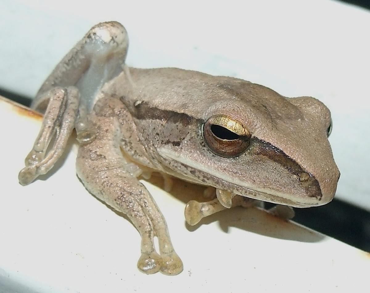 Common Tree Frog