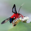 Scarlet-bodied wasp moth